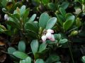 Arctostaphylos uva-ursi